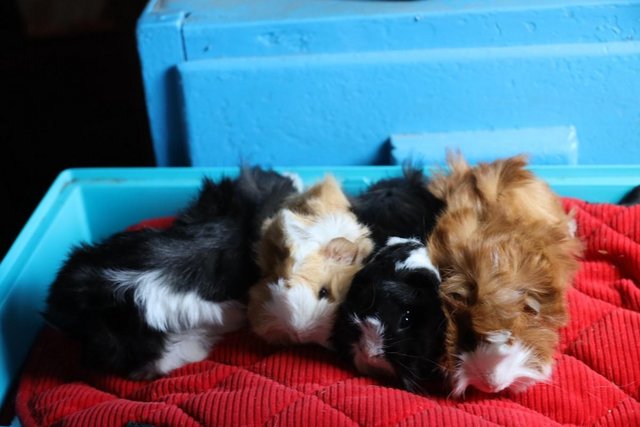 Image 5 of Peruvian Baby Boars and Satin Crested Boar Guinea Pigs