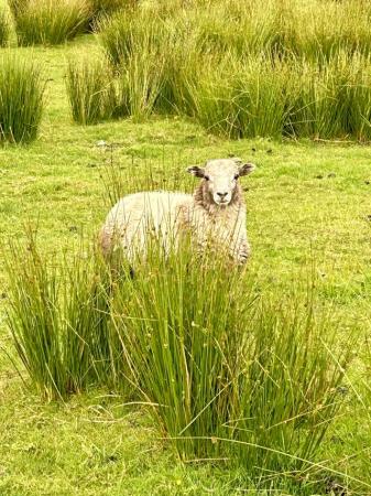 Image 3 of 8 Herdwick cross store lambs