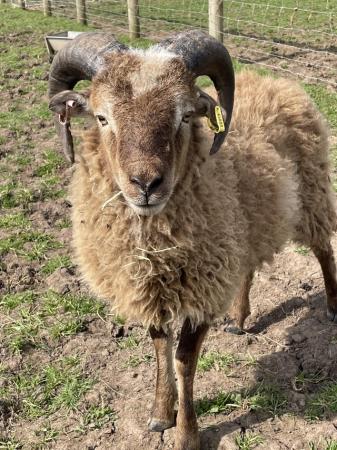 Image 1 of Soay Ram lamb for sale 8 months