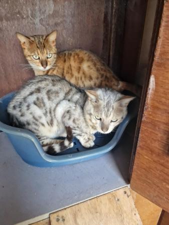 Image 7 of Beautiful breading pair of  Bengle cats