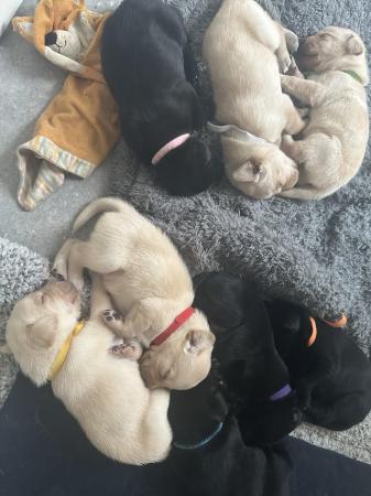 Image 3 of Beautiful Labrador pups for sale