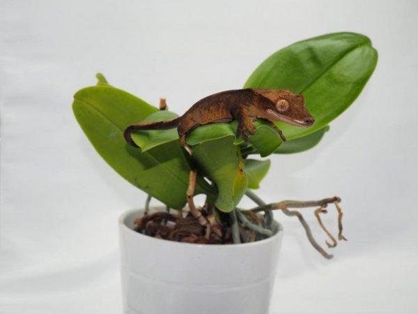 Image 2 of Crested Gecko Juvenile Male - Red Dalmatian