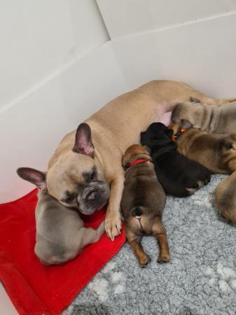 Image 4 of Health & dna tested Copperbull lines kc French bulldogs