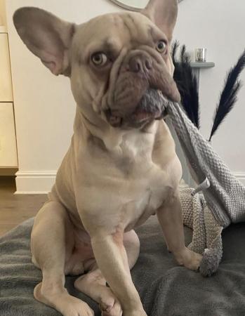 Image 3 of Male French Bulldog (lilac & fawn)