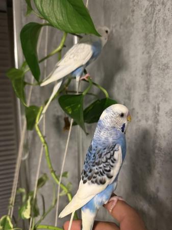 Image 4 of 3 pair of budgies with cage