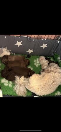 Image 8 of 2 Beautiful Boy Shih Tzu’s.**READY NOW** Prices Vary.