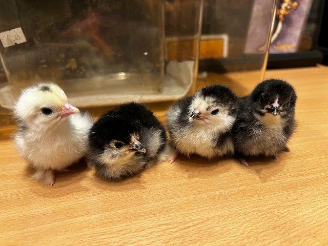 Preview of the first image of Bantam chicks for a broody or heat lamp (pekin and serama).