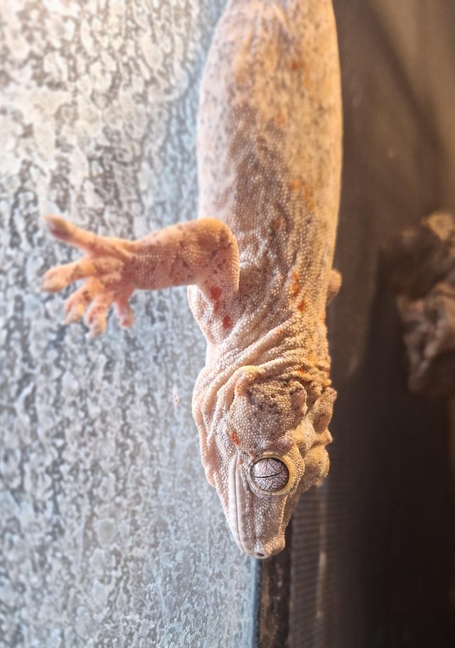 Preview of the first image of Gargoyle gecko, male, with full bioactive vivarium.