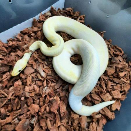 Image 16 of Ball pythons available for sale..
