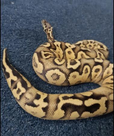 Image 1 of Various Royal Pythons, proven adults and surplus hatchlings