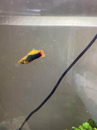 Image 2 of Fish Tank and Fish for Sale