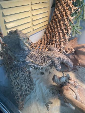 Image 1 of Male bearded dragon all equipment including