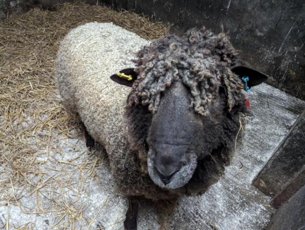 Image 3 of Rare breed Black Leicester Longwool Ram pedigree registered