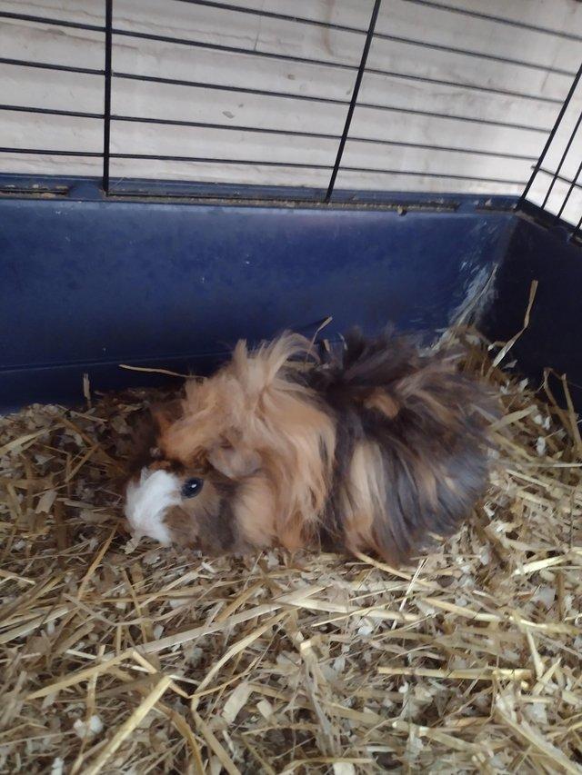 Preview of the first image of Male baby Peruvian guinea pig.