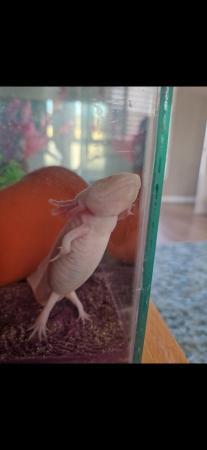 Image 5 of 2 x 18 month old axolotl for sale