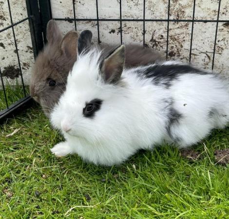 Image 30 of Lovely baby lionheads, males and females