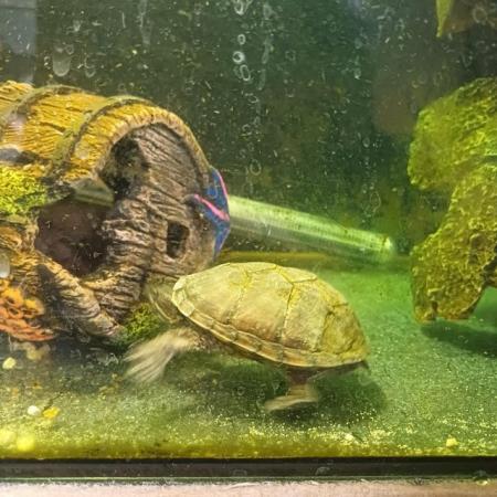 Image 4 of 2 young razorback musk turtles for sale