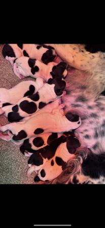 Image 6 of Ready now 4 Springer spaniel puppies