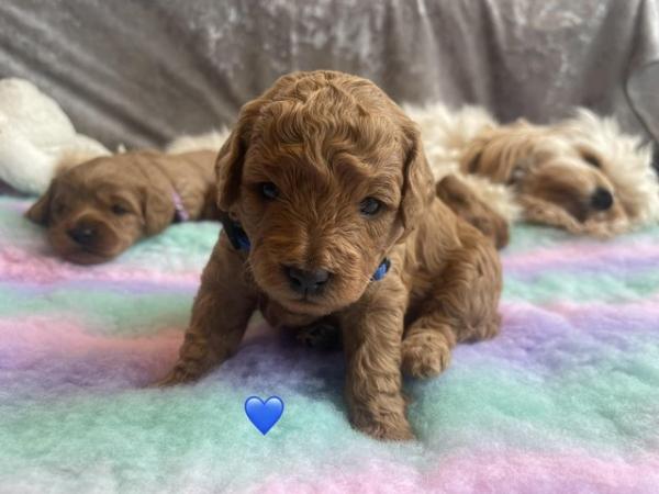 Image 10 of *DNA HEALTH TESTED* Cavapoo puppies