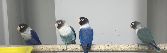Image 3 of Some stunning love birds for sale