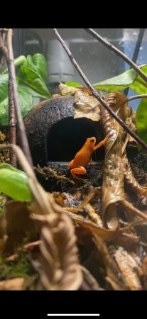 Image 4 of 2x male golden mantella frogs and vivarium (full set-up)