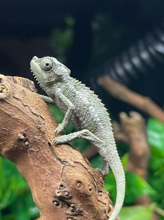 Image 3 of Von Hoehnels Chameleon at Birmingham Reptiles