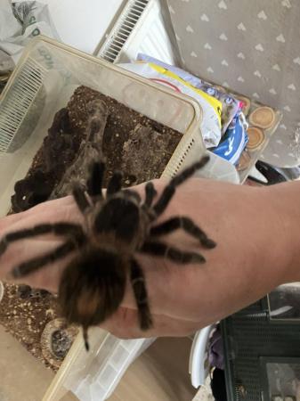 Image 3 of About two year old pink salmon tarantula