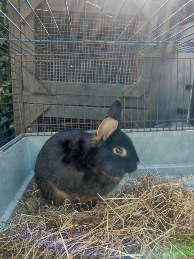 Preview of the first image of 2 years Little blacktan lionlop cross Rabbit vaccinated RHD.