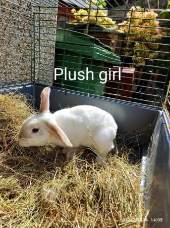 Image 2 of Mini lop rabbits and also plush