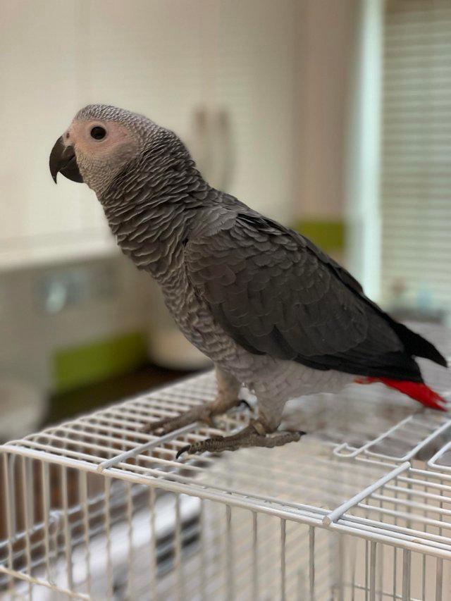 Preview of the first image of Gorgeous handreared baby African Greys.