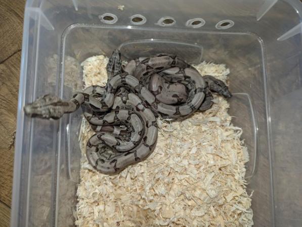 Image 13 of Baby Boas - tame and beautiful