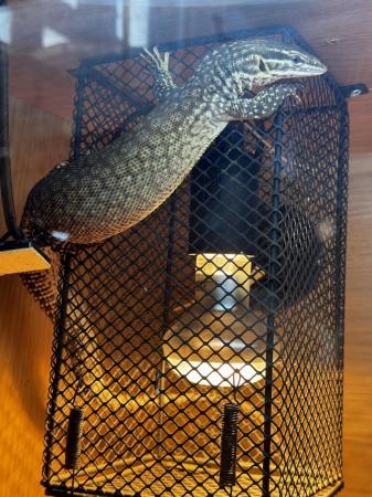 Image 3 of Akkie  monitor lizard for sale