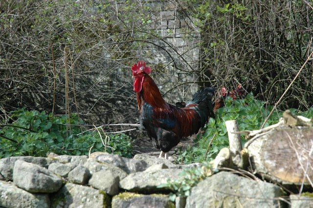 Image 3 of Pure breed Welsummer hatching eggs for sale. £10 for 6
