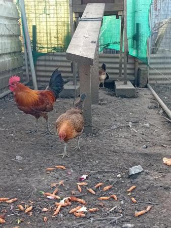 Image 1 of Ginger game fowl chickens