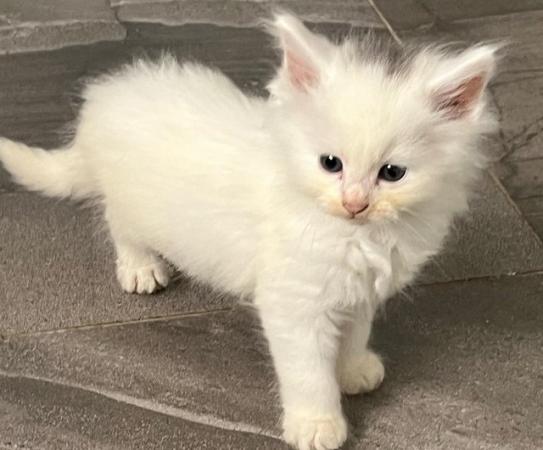 Image 6 of Maincoon x Turkish angora kittens for sale