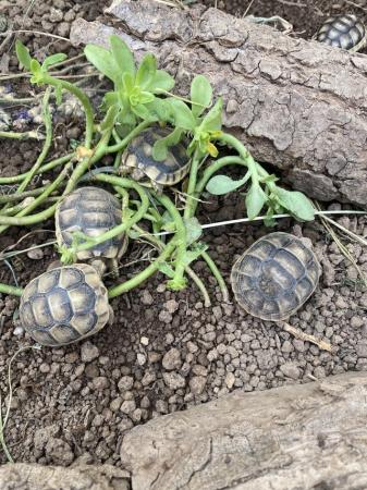 Image 6 of Marginated tortoise 2024 hatchlings for sale