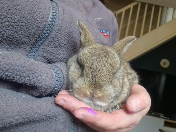 Image 5 of Netherland dwarf x lop bunnies