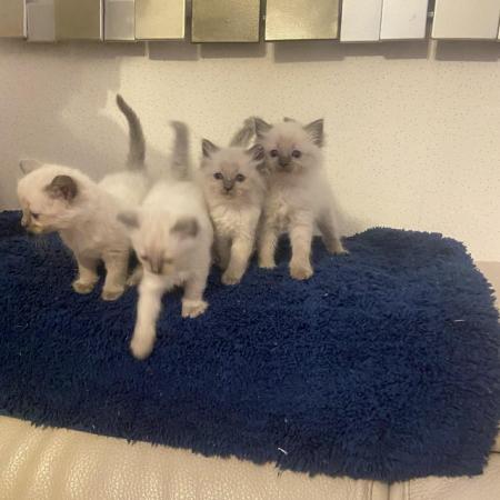 Image 8 of Pure ragdoll kitten blue point