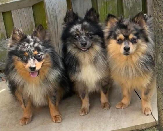 Image 7 of Merle beautiful Pomeranian siblings