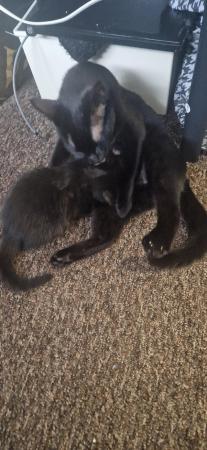 Image 7 of 2 kittens for sale. Mixed breed male and female