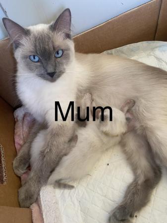 Image 2 of Pedigree, Registered, DNA tested Ragdoll kittens