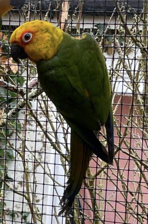 Image 1 of Jenday Conures 2023 Pair