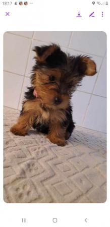 Image 4 of Pedigree microchipped Yorkshire terrier pups ready now