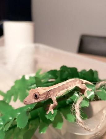 Image 4 of Lily White Crested Gecko for sale £100