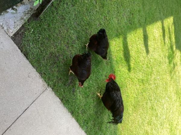 Image 2 of I have a trio of road island red bantams for sale