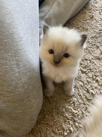 Image 4 of Last one! Pure Ragdoll kittens available now