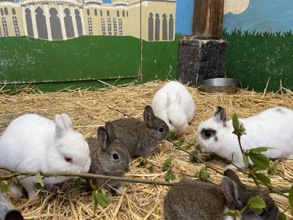 Image 5 of Netherland Dwarf x Dutch rabbits