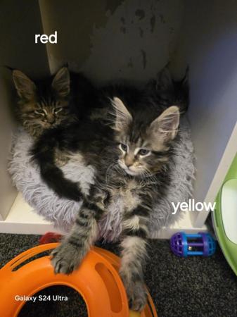 Image 4 of Maine coon kitten tica registered