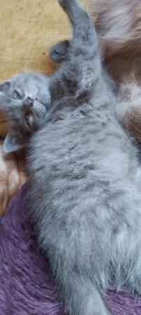 Image 14 of SILVER TIPPED TABBY KITTENS