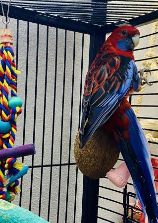 Image 2 of 2 rosella parrots seeking new home (cage not included)